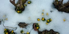 fruehling-2013