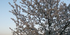 scheonheit-in-der-natur