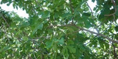 unter-dem-feigenbaum