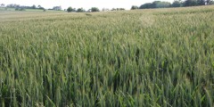 feld