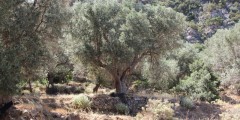 kreta